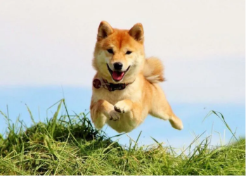 Shiba Inu