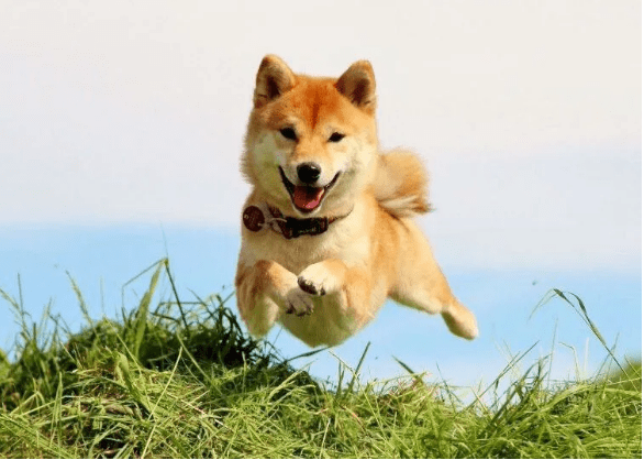 Shiba Inu