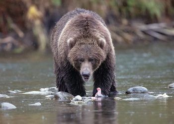 Bitcoin NUL Suggests More Downside To Come Before The Bottom