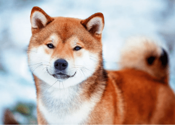 Shiba Inu