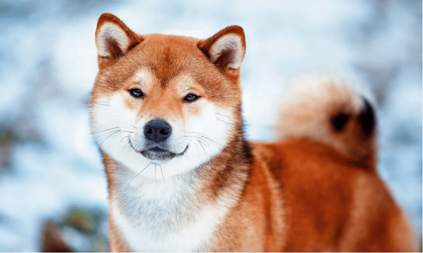Shiba Inu
