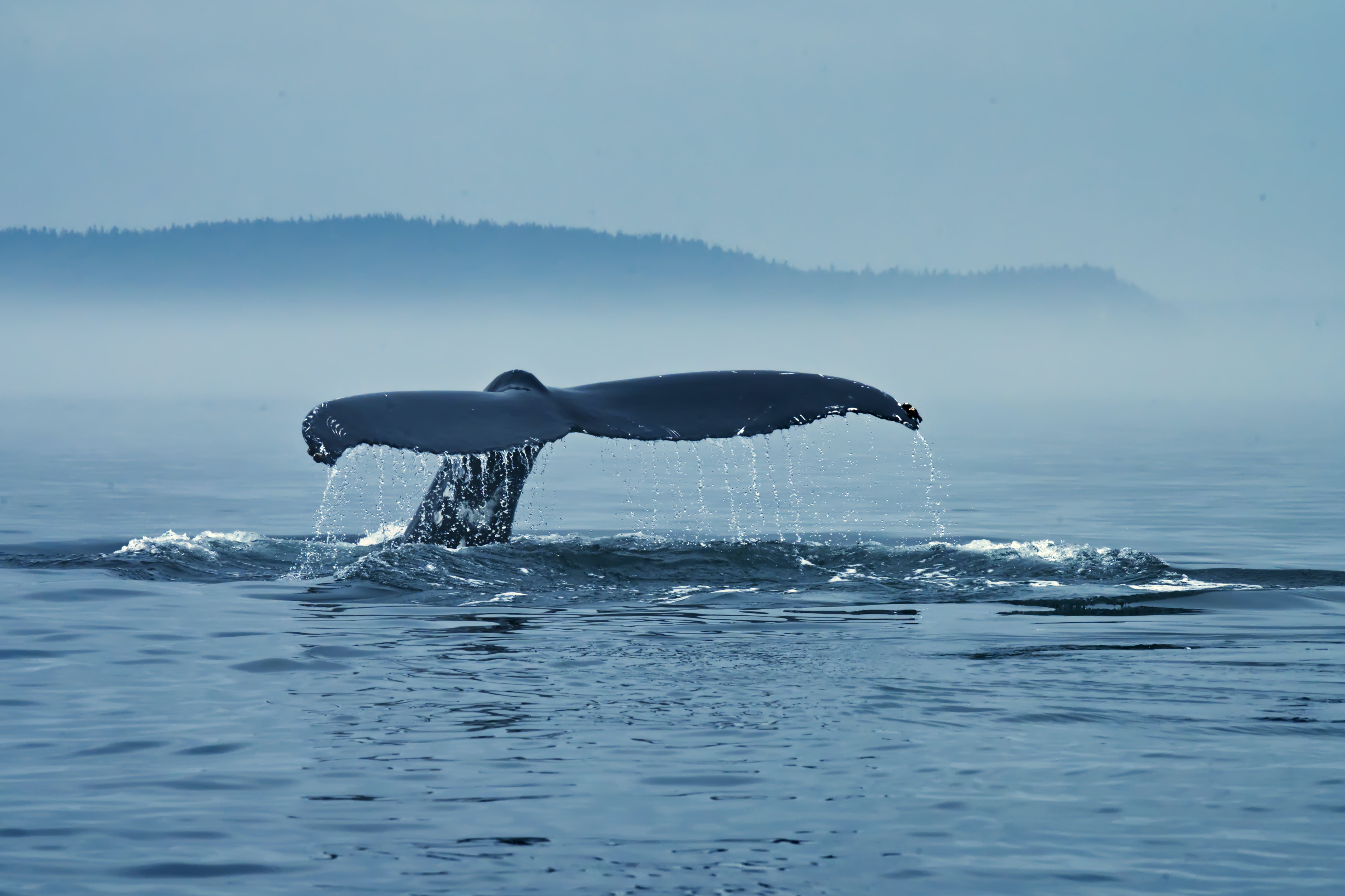 On-Chain Data: Bitcoin Whales With 10k+ BTC Have Been Growing