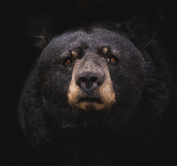 Summary Of The Contagion Event That Brought On The Bear Market