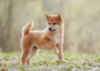 Shiba Inu Trends Upwards Through Strong Whale Accumulations