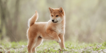 Shiba Inu Trends Upwards Through Strong Whale Accumulations