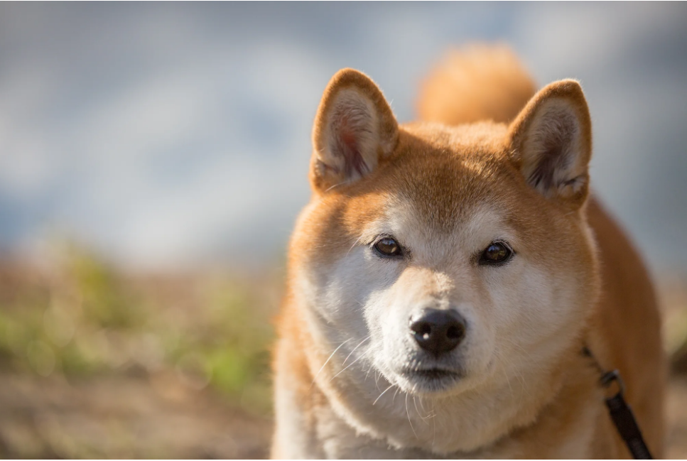 Shiba Inu (SHIB) Buildup At This Price Level Could Be Favorable