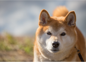 Shiba Inu