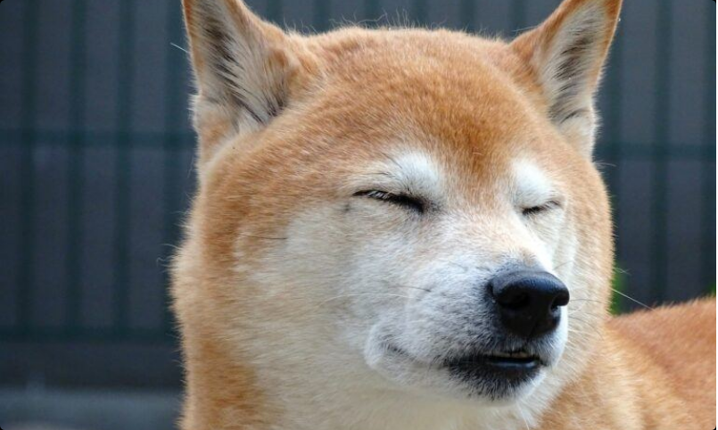 Shiba inu best sale bite