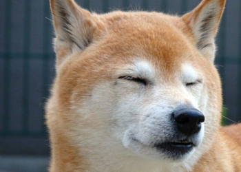 Shiba Inu