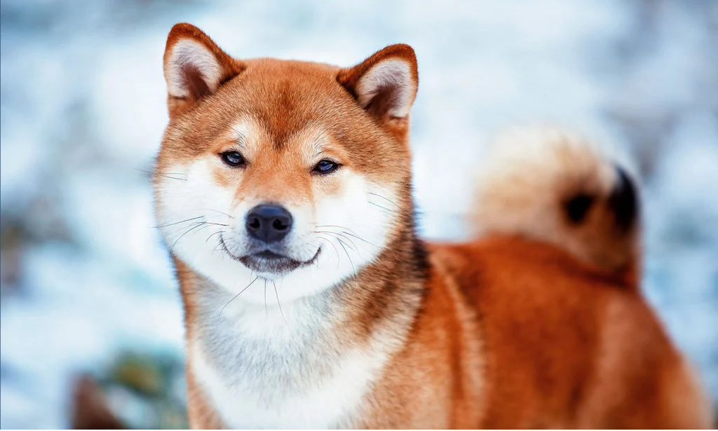 Shiba Inu Burn Events Spark A Rally In Altcoin Over The Past Weeks