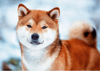 Shiba Inu Burn Events Spark A Rally In Altcoin Over The Past Weeks