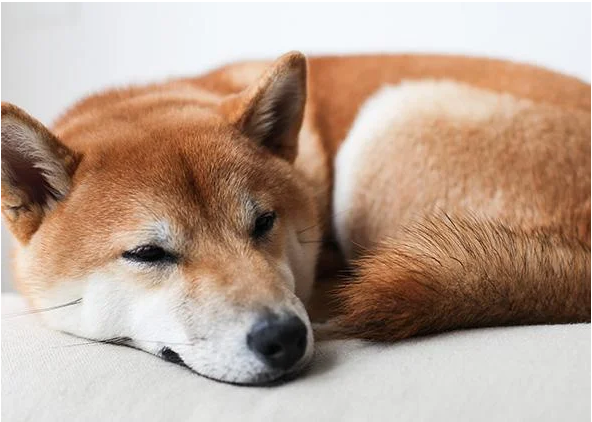 Shiba Inu muestra un movimiento de precios sorprendente: ¿puede SHIB deshacerse de la línea plana?