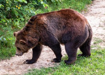 Bitcoin Bearish Signal: Miners Continue To Dump