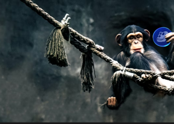 Apecoin