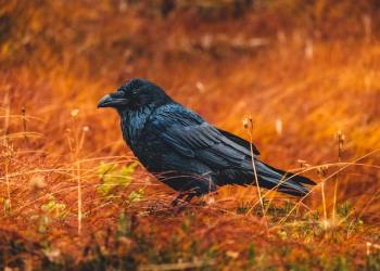 Ravencoin RVN RVNUSDT