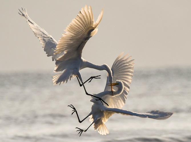 merge, two birds fighting in the air