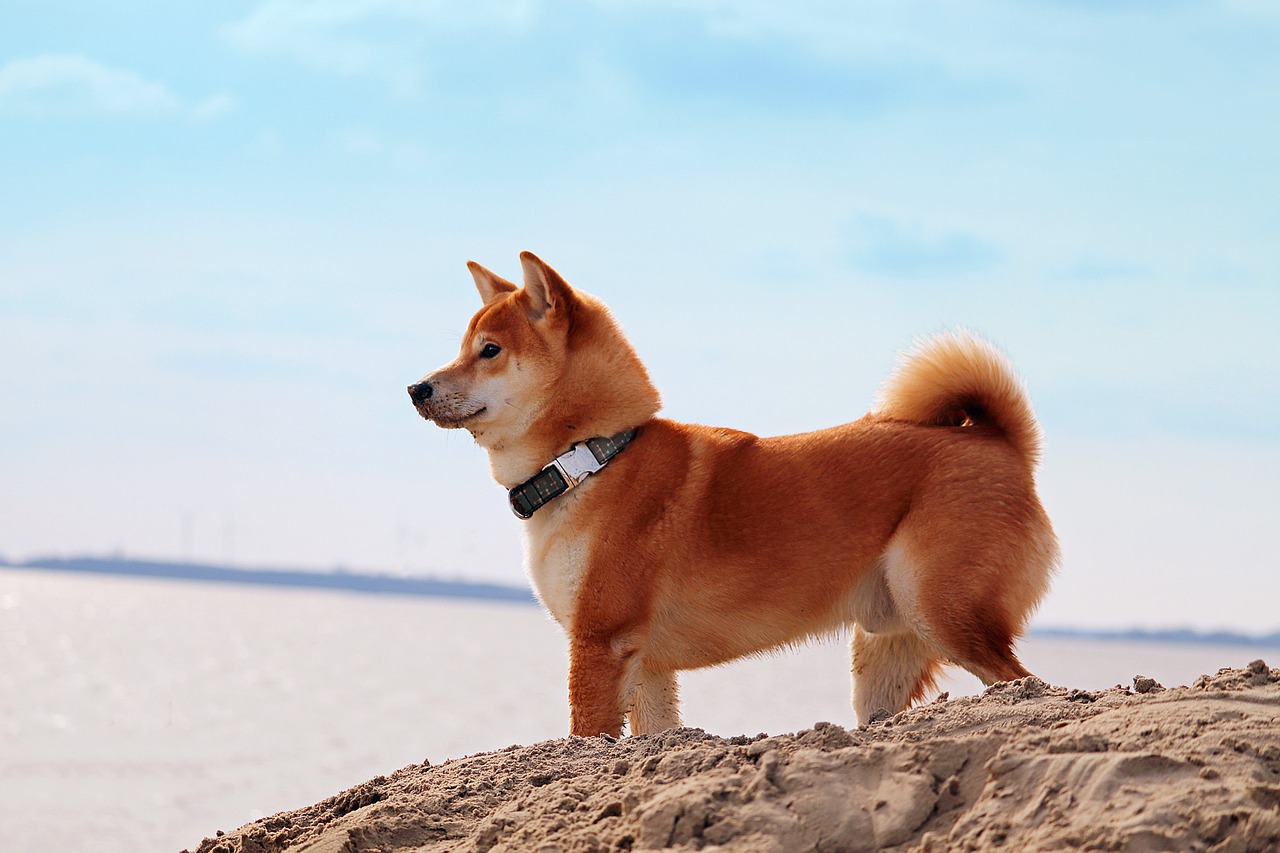 SHIB Inu Rises Despite The Imminent Update