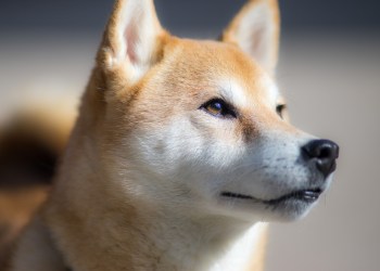 As Dogecoin Price, Shiba Inu and Other Memecoins Crash, Here’s Why Tamadoge Will Pump 10x