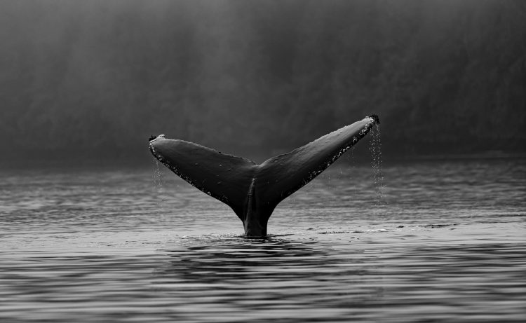 Ethereum Whales