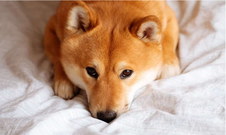 Shiba Inu: How This Newly Found Support Will Boost SHIB Price This Week