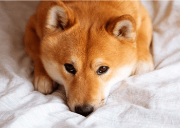 Shiba Inu