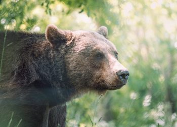 Bitcoin Bear