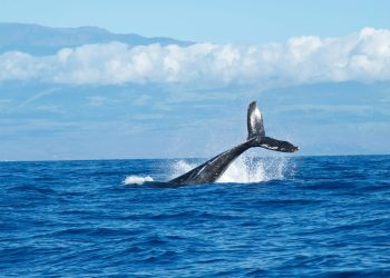 Ethereum Bullish Signal: Whales Add $1B More To Their Holdings