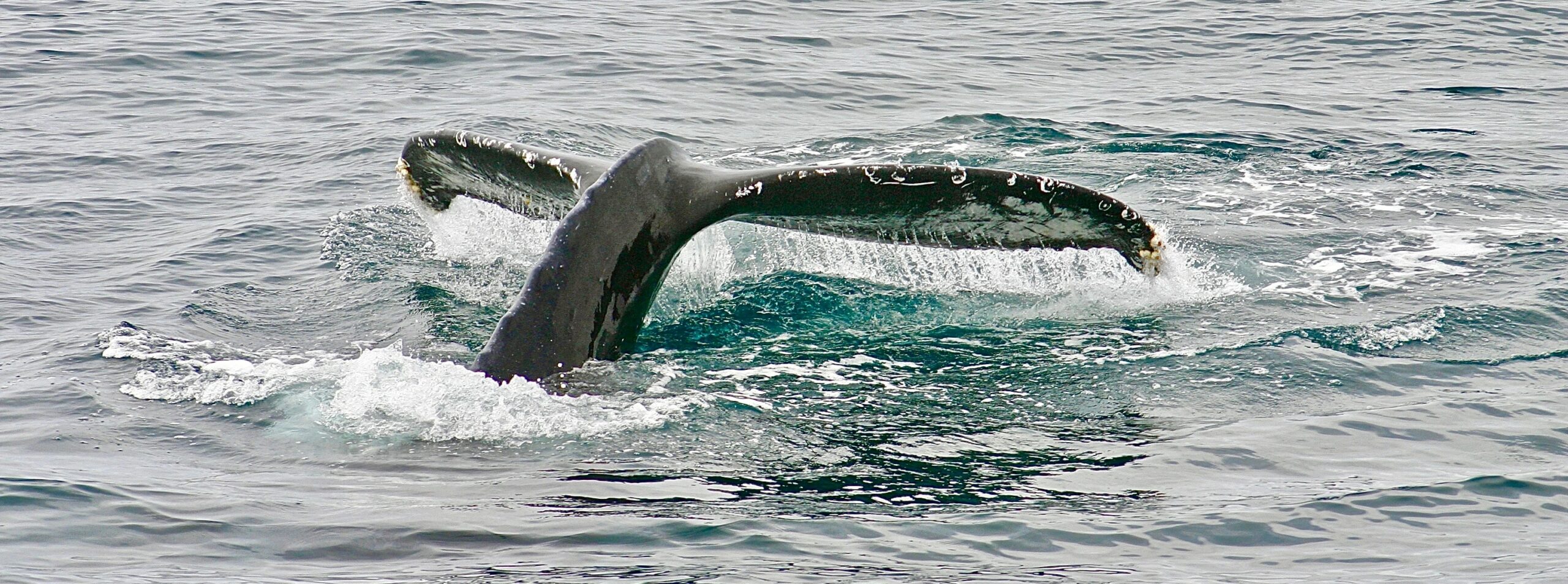 Litecoin Whale