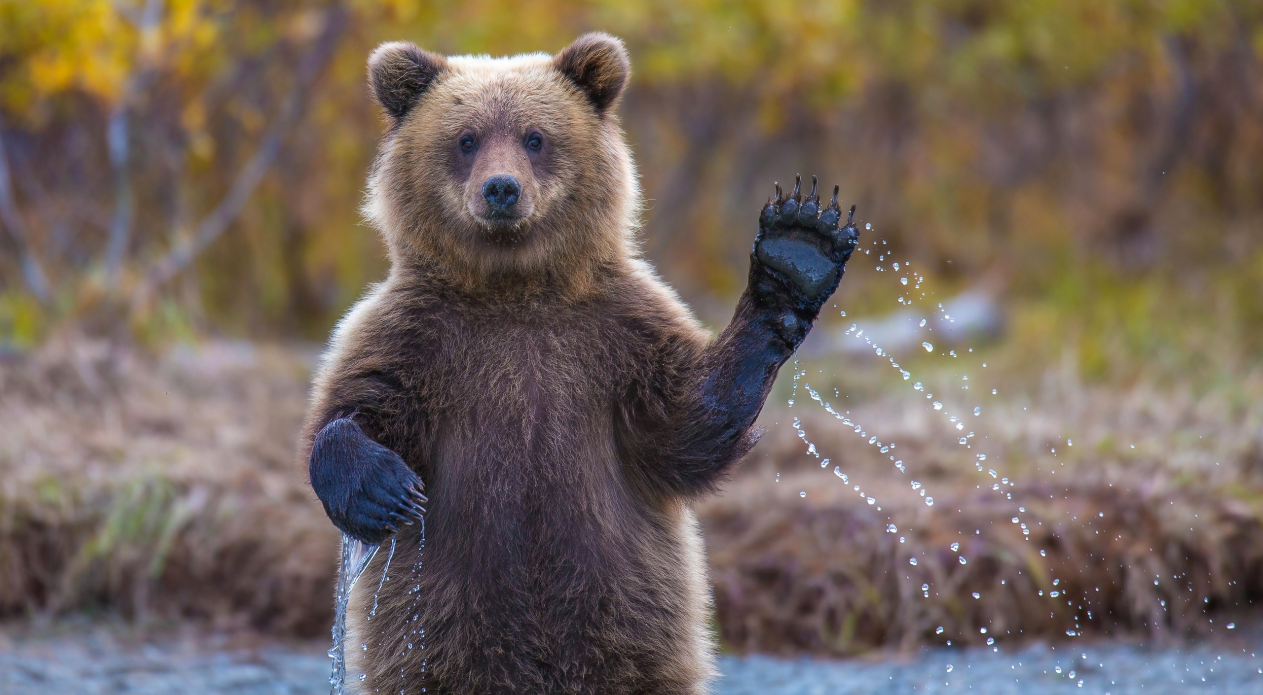 bitcoin bear