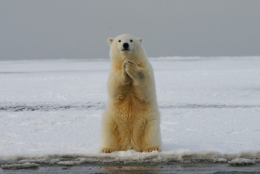 Bitcoin Bear