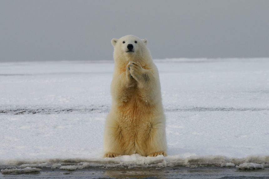 Bitcoin Bear