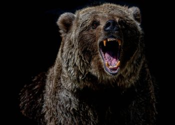 Bitcoin Bear