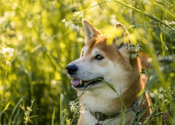 SHIB Price Trends Sideways, Will It Surge Anytime Soon?