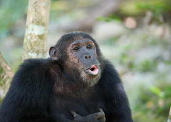ApeCoin