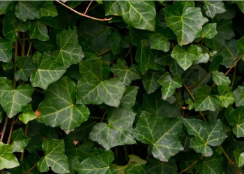 Hedera