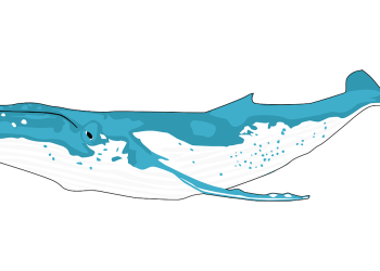 MATIC Whales Push Coin Value With Massive Moves