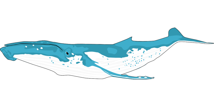 MATIC Whales Push Coin Value With Massive Moves