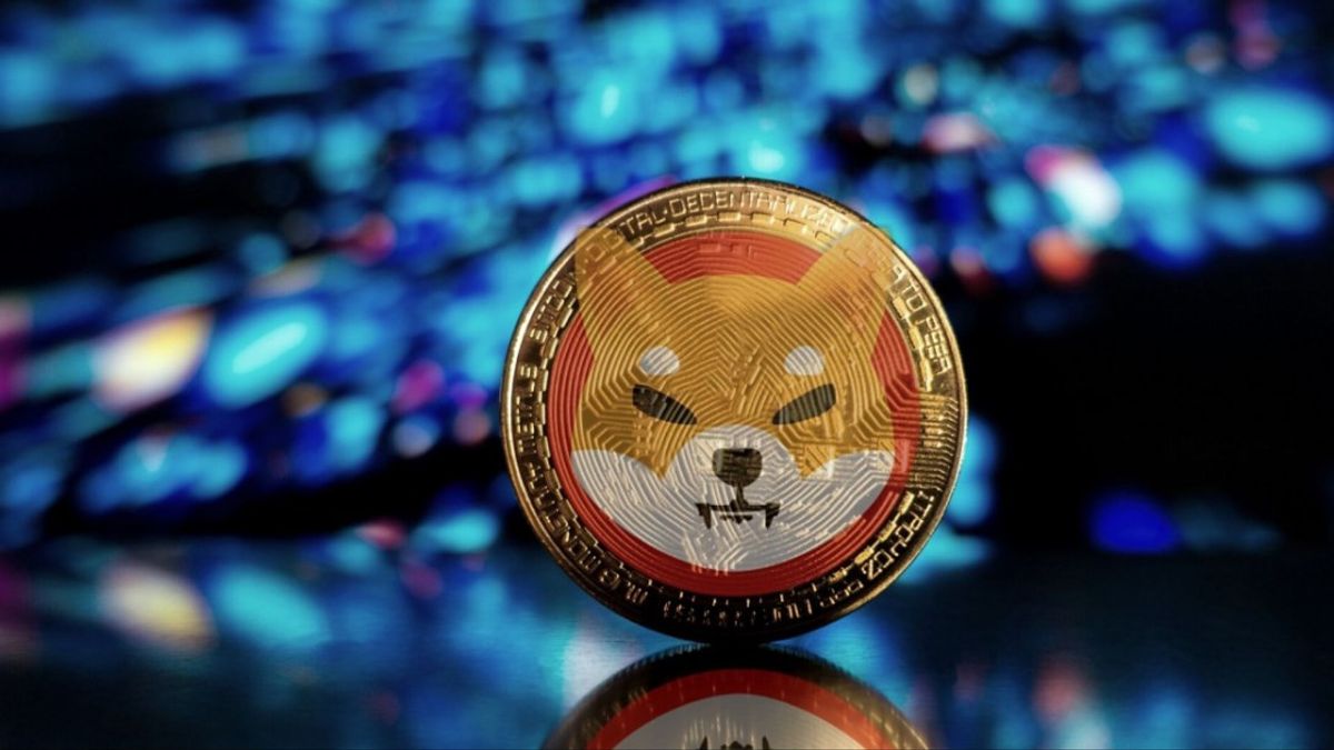 Shiba in7 cheap