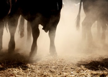 bitcoin bull stampede