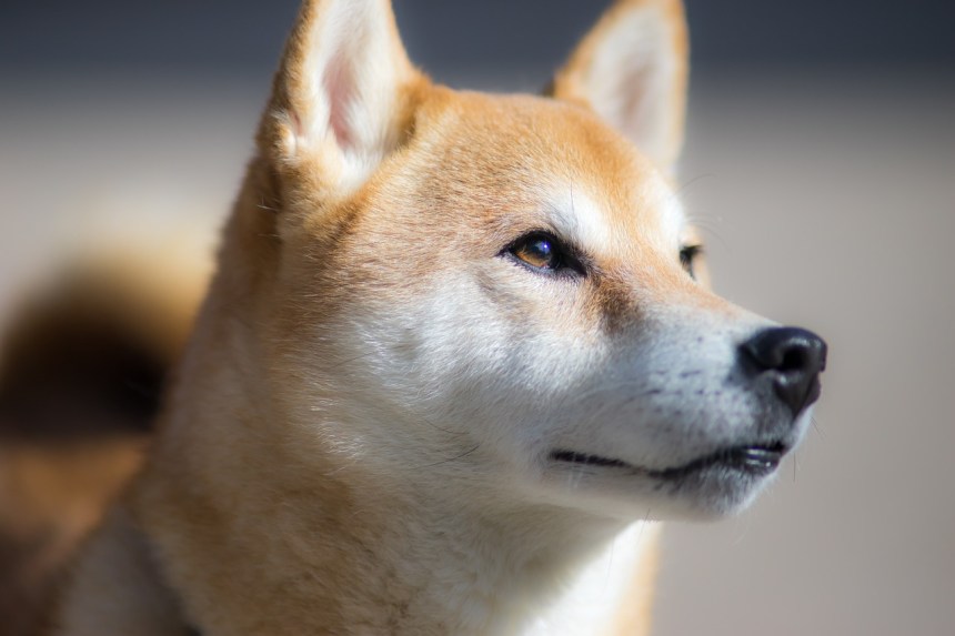 Shiba Inu Whales On Buying Spree, Add 311 Billion Tokens During Price Dip