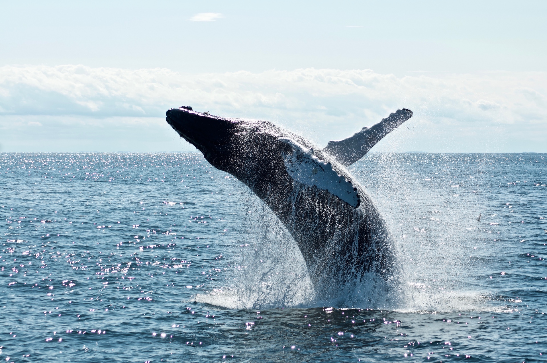 Whale Watch: Bitcoin’s $100,000 Transactions Soar, More Surge Ahead?