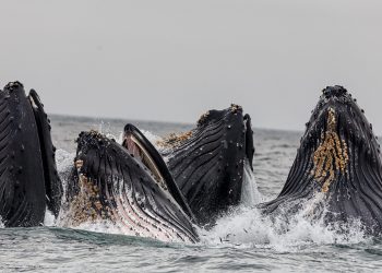 Bitcoin Whale