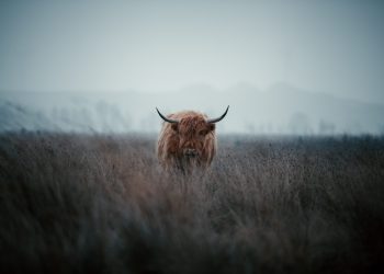 Bitcoin Bull