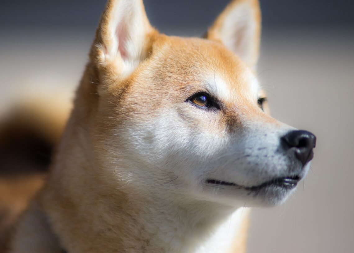 Shiba Inu Burn Fee Surges 1500% In 24 Hours, But Value Continues To Battle In Crimson