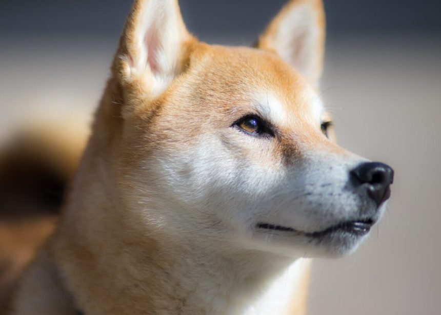 Shiba Inu (SHIB)