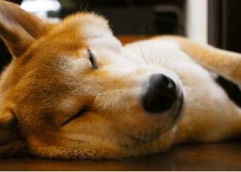 Shiba Inu
