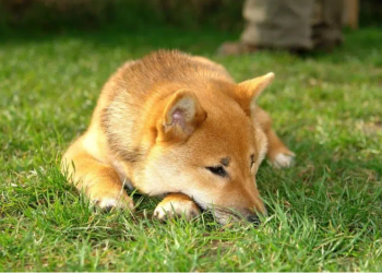 Shiba Inu
