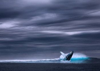 Cardano ADA Draws Attention As Whales Accumulate 560M Tokens