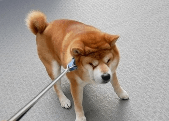 Shiba Inu
