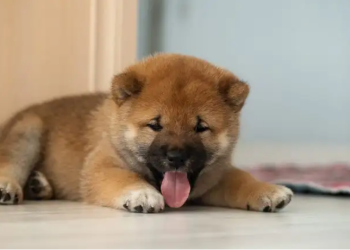 BabyDoge
